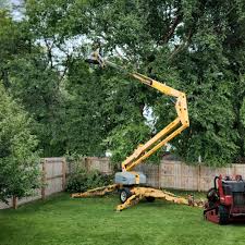 Best Tree Planting Services  in St Anthony, MN